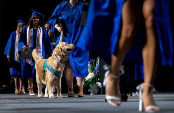 毕业典礼上，一只服务犬和主人一起走过舞台.