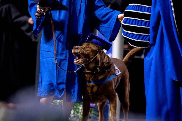 齐克，一只戴着毕业帽的服务犬在毕业典礼上走过舞台.